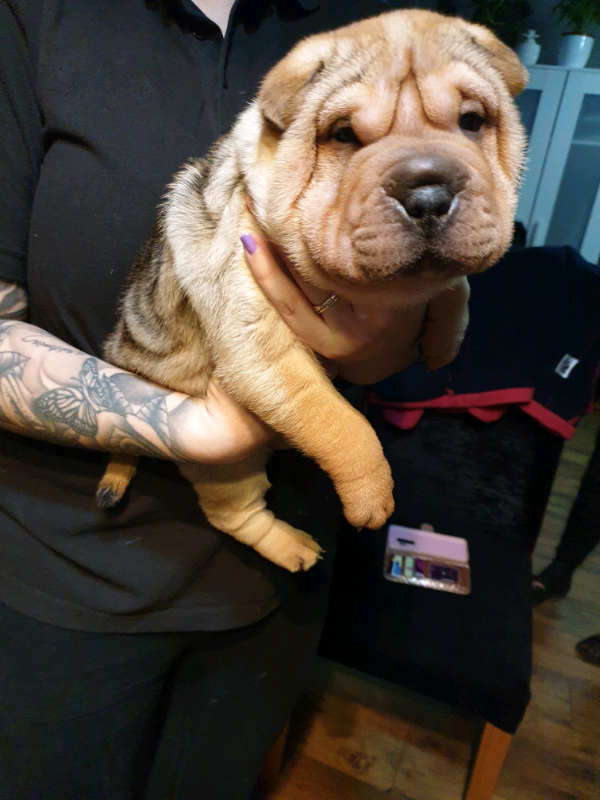shar pei gumtree